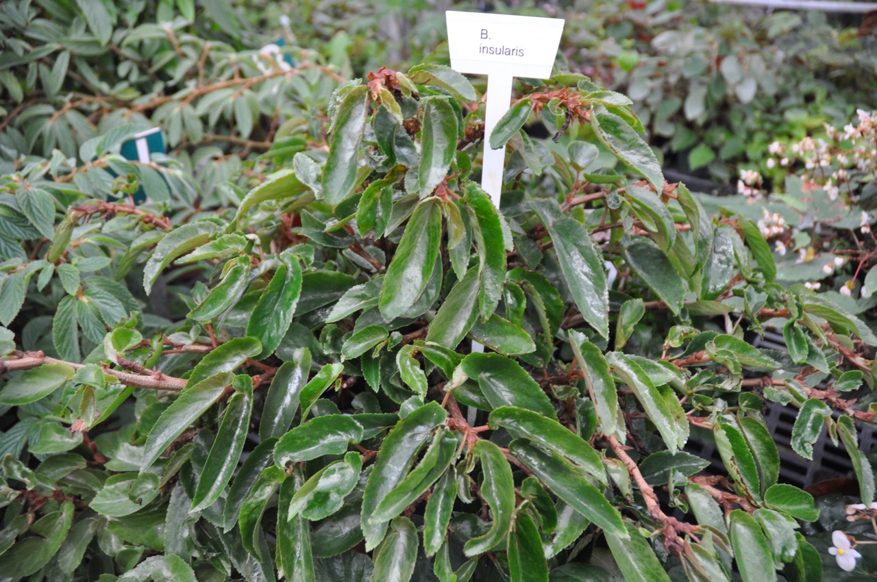 B. insularis